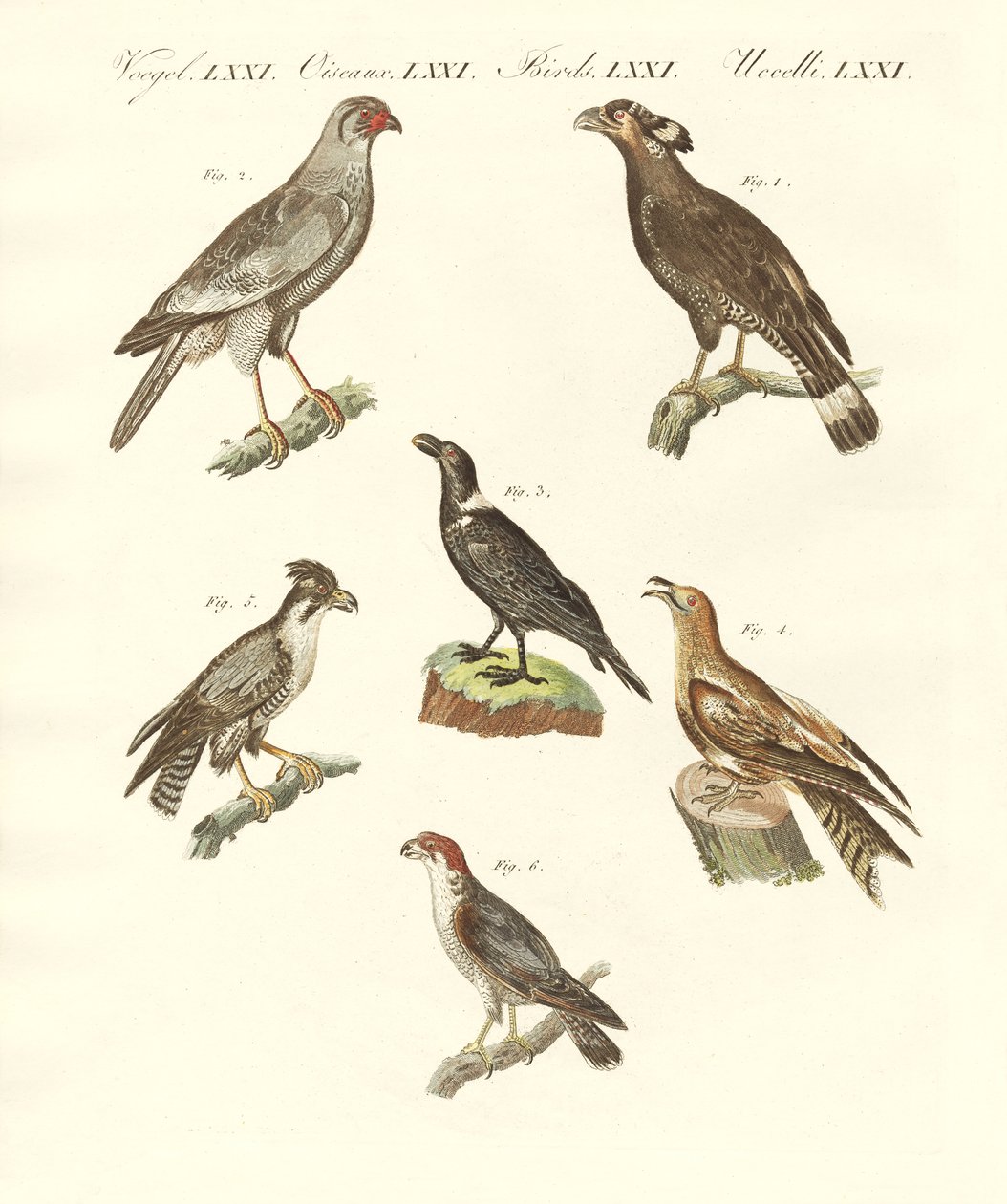 Afrikaanse vogels door German School