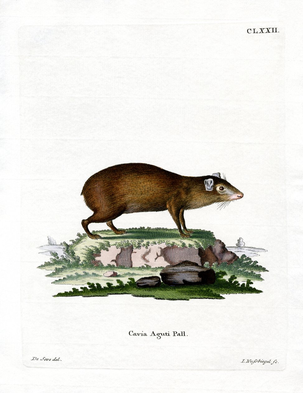 Agouti door German School