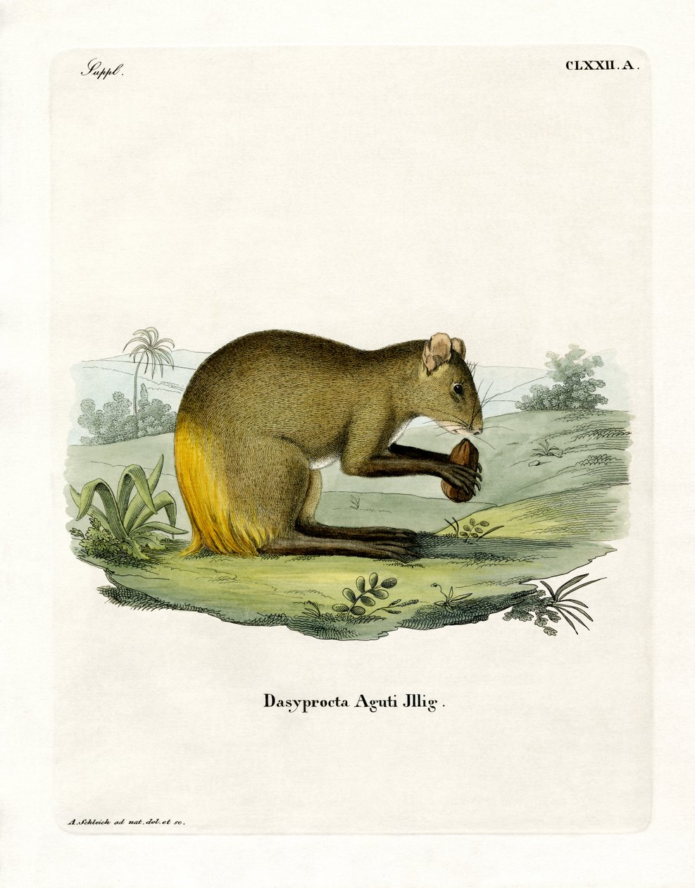 Agouti door German School