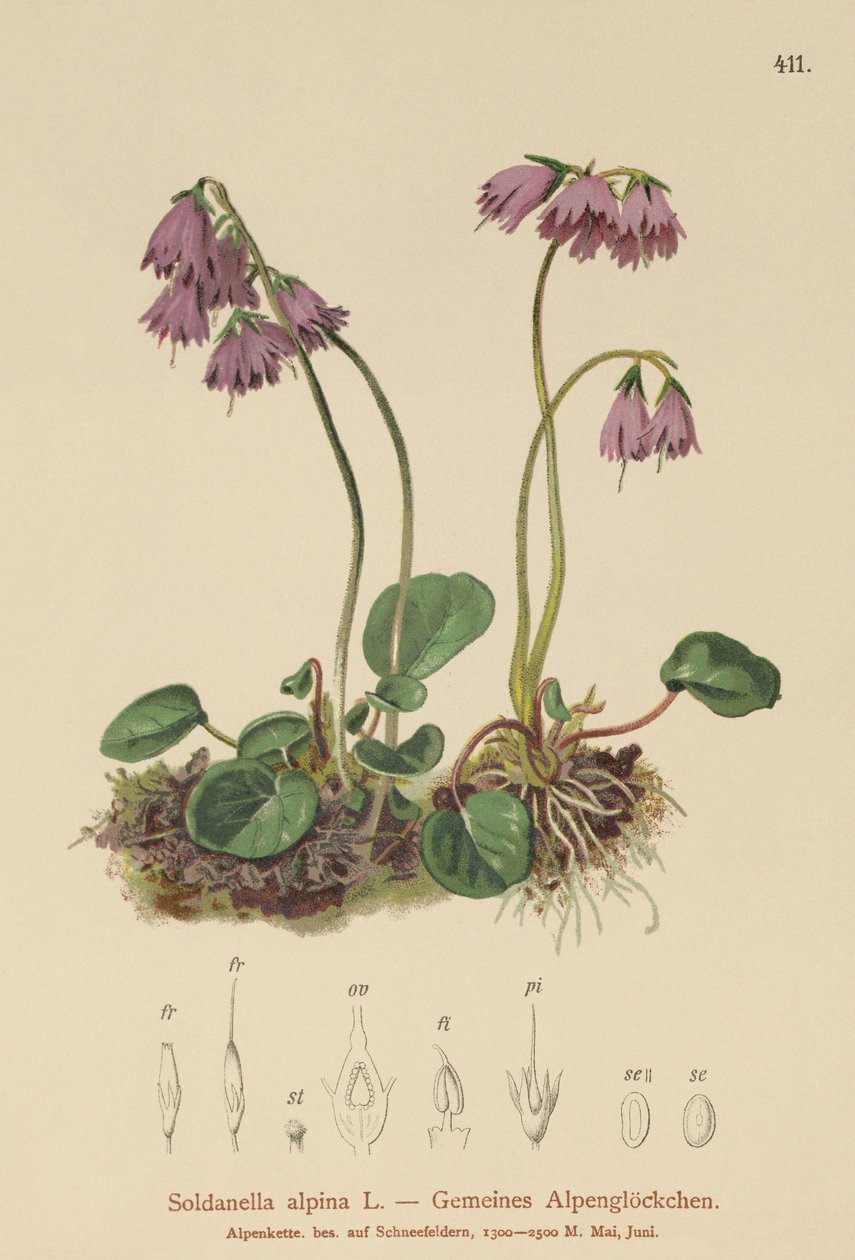 Alpen Sneeuwklokje (Soldanella alpina) door German School