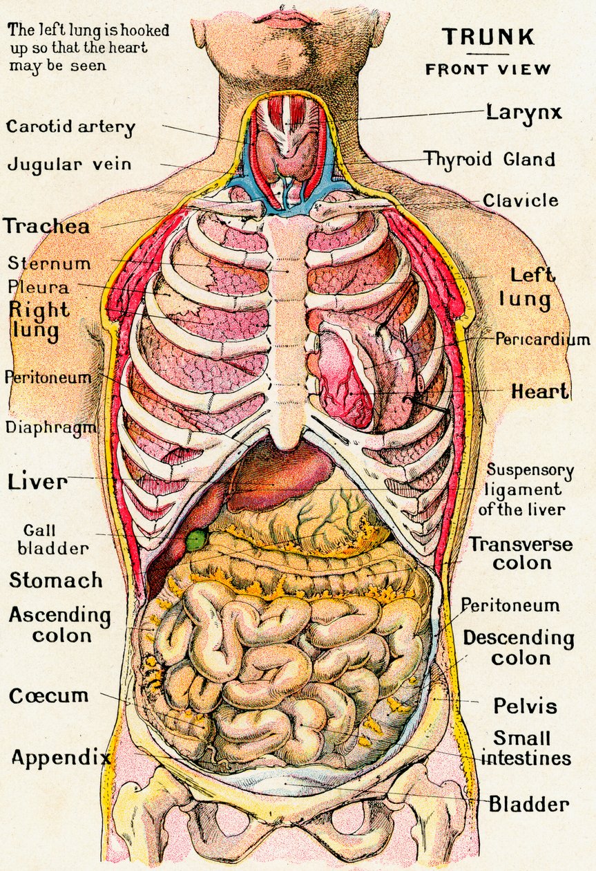 Anatomisch zicht op de menselijke torso door German School