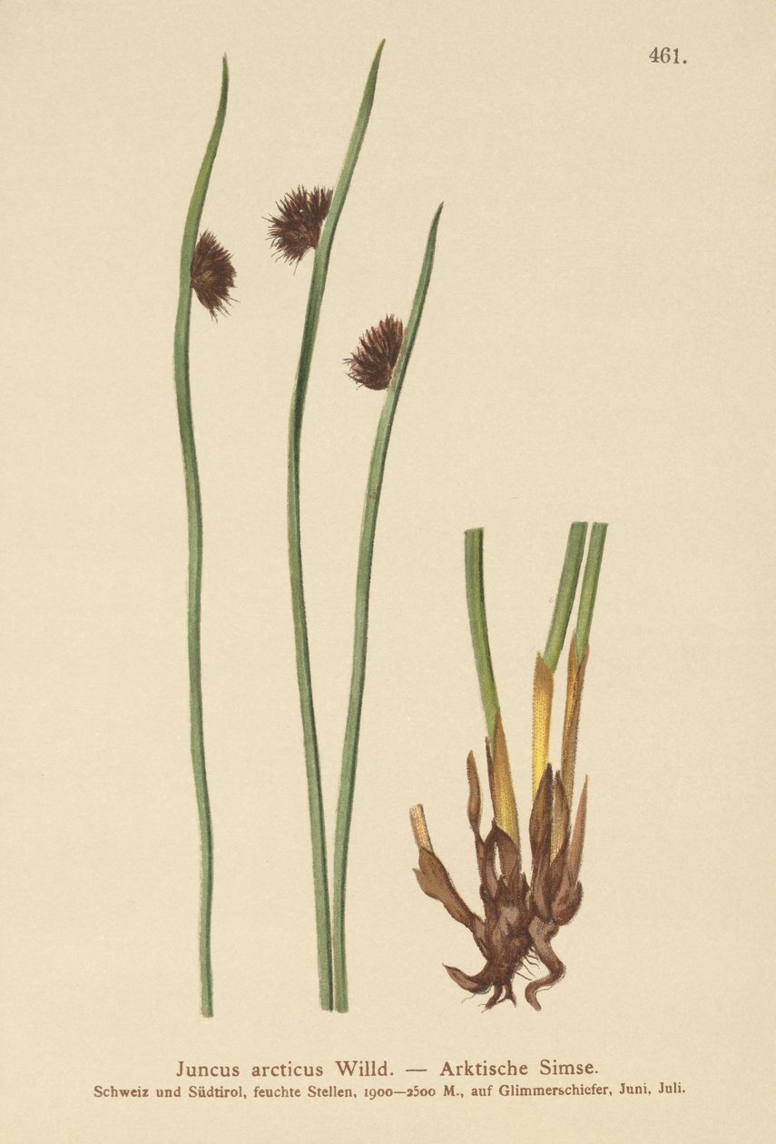 Arctische Riet (Juncus arcticus) door German School