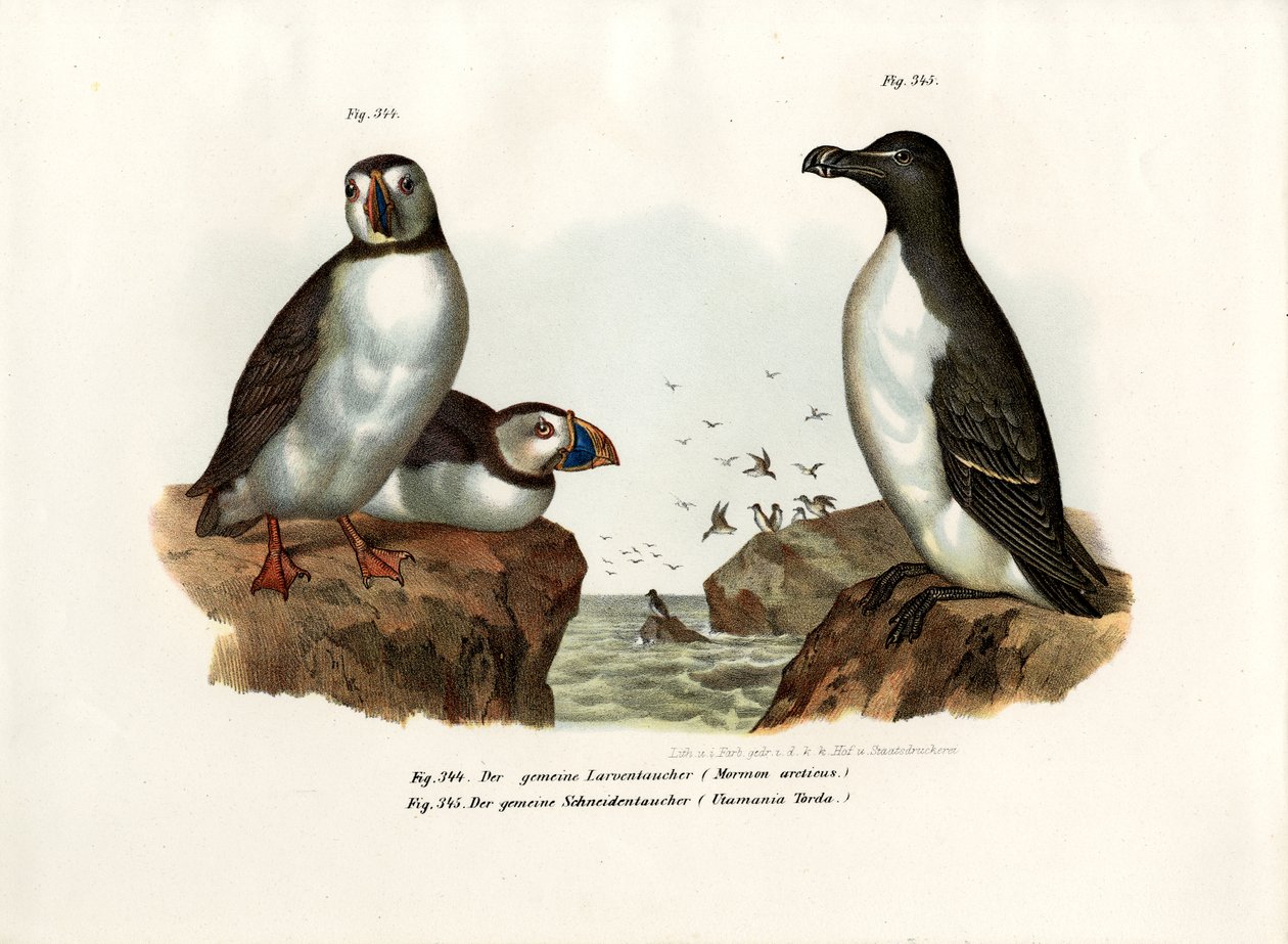 Papegaaiduiker, 1864 door German School