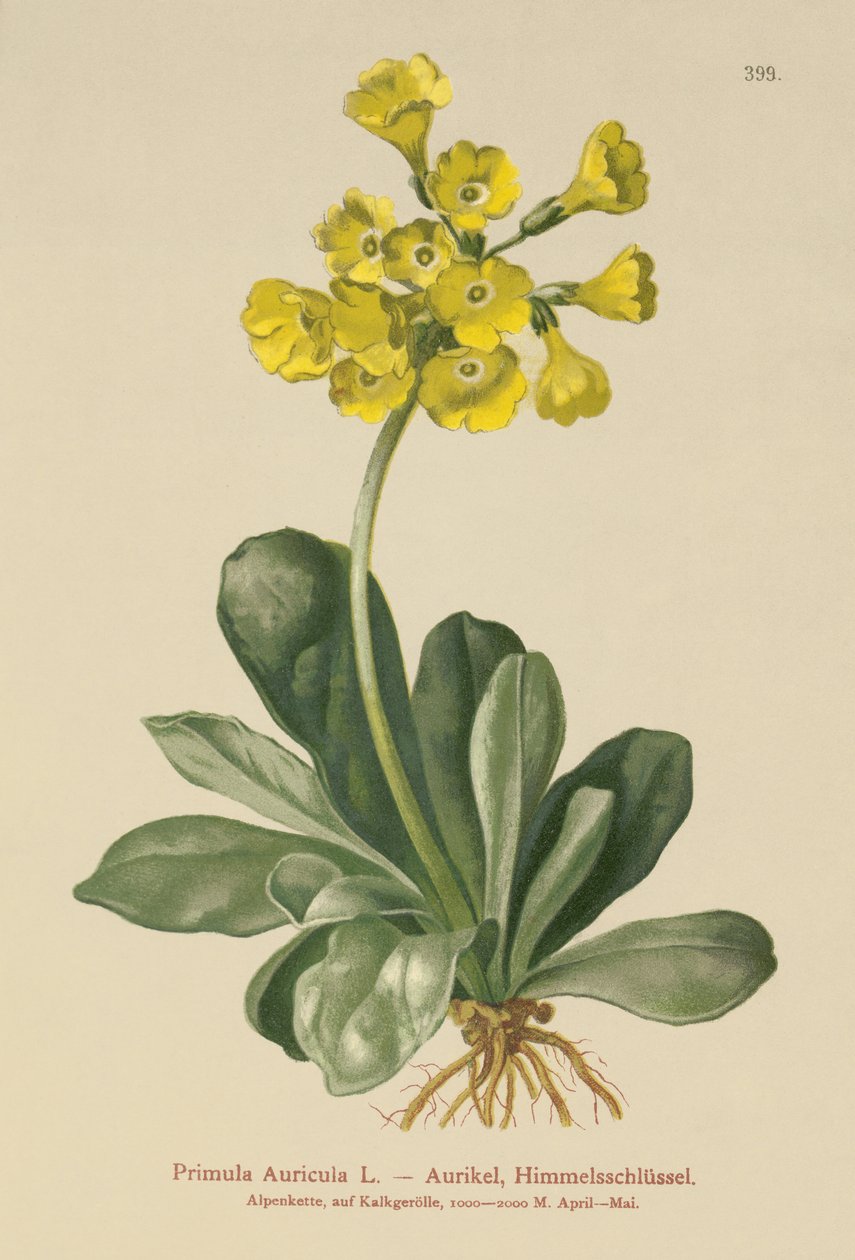 Aurikel (Primula Auricula) door German School