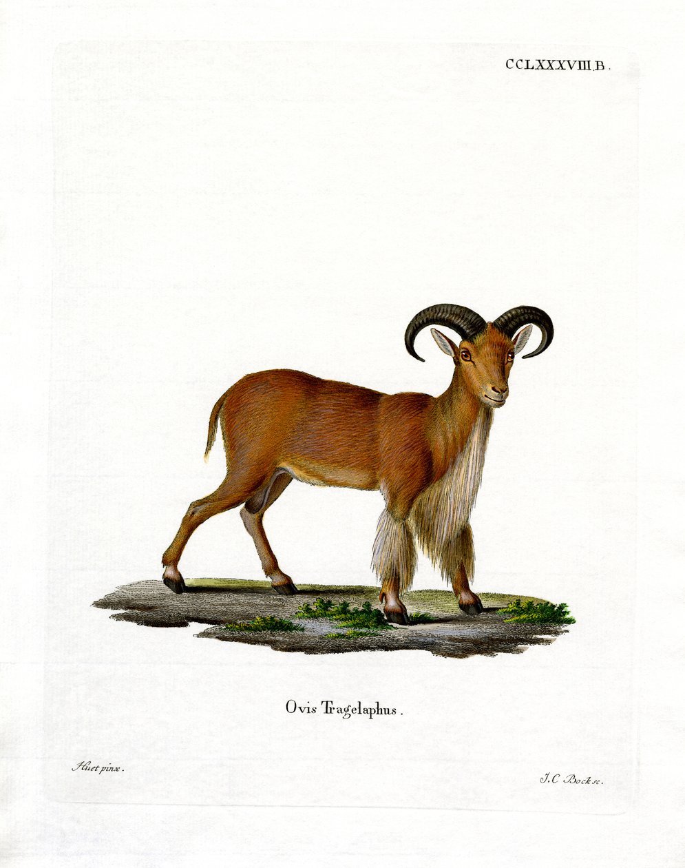 Barbary Schaap door German School