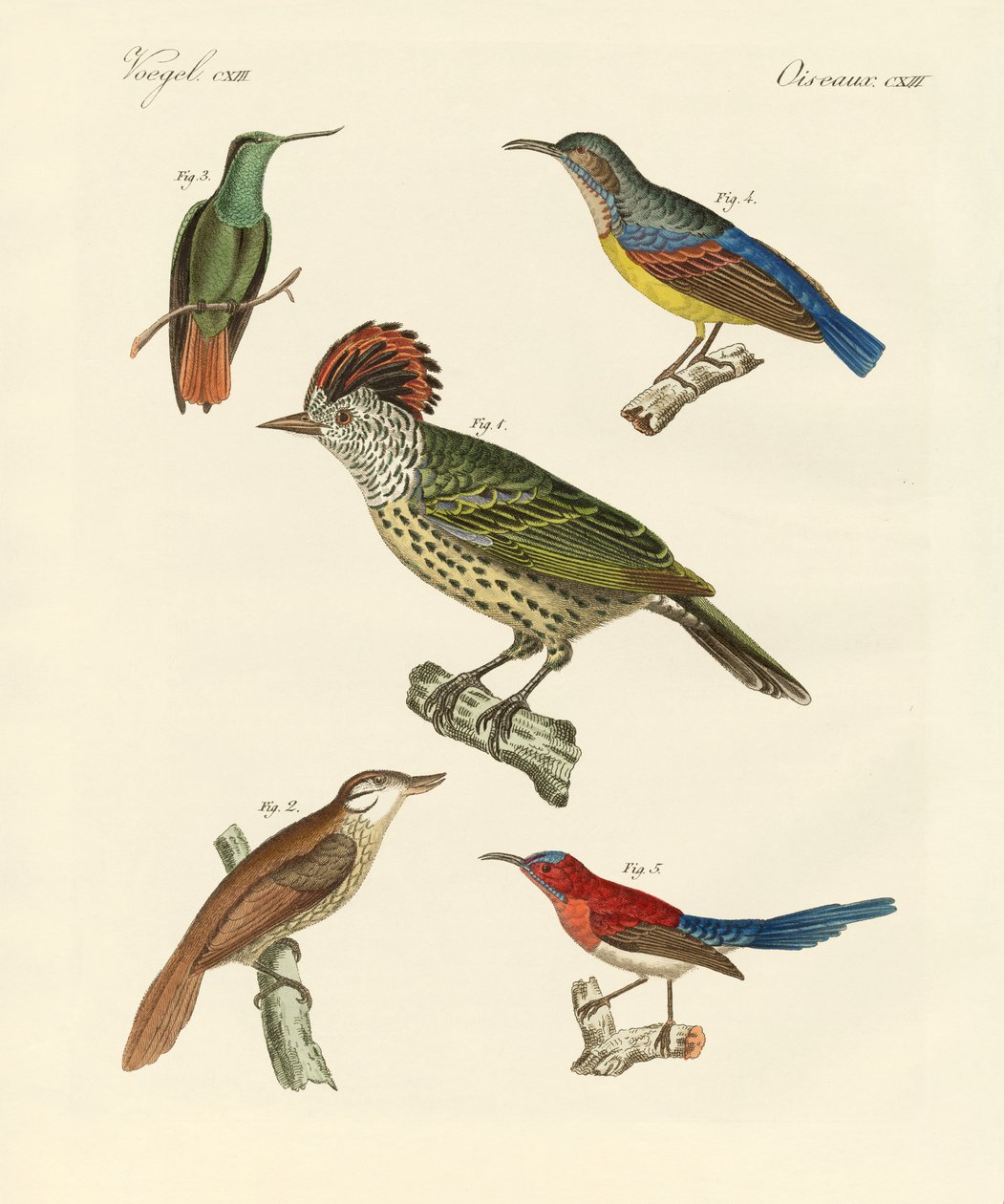 Mooie en vreemde vogels door German School