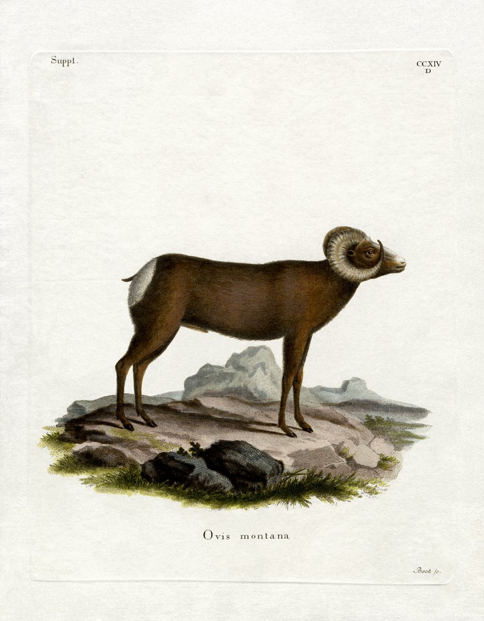 Bighorn schaap door German School