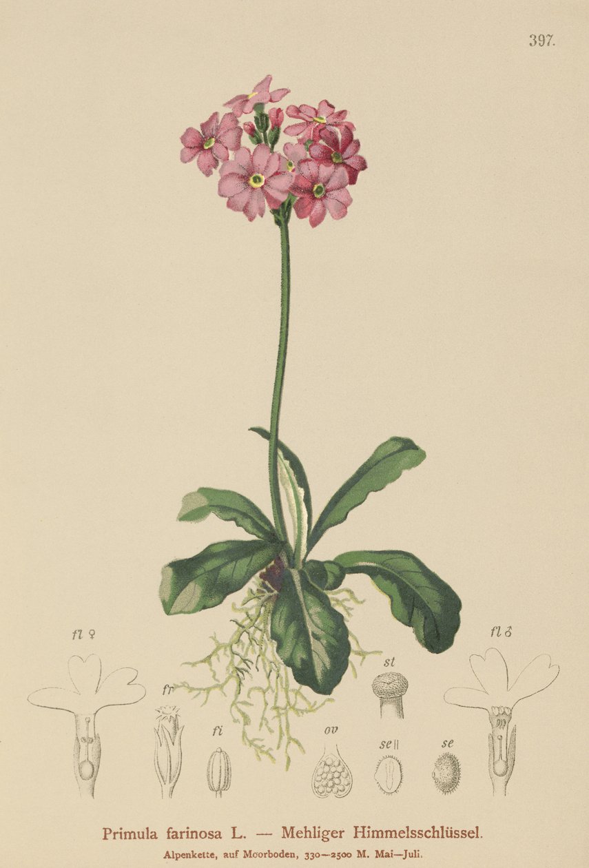 Vogel-oog Sleutelbloem (Primula farinosa) door German School