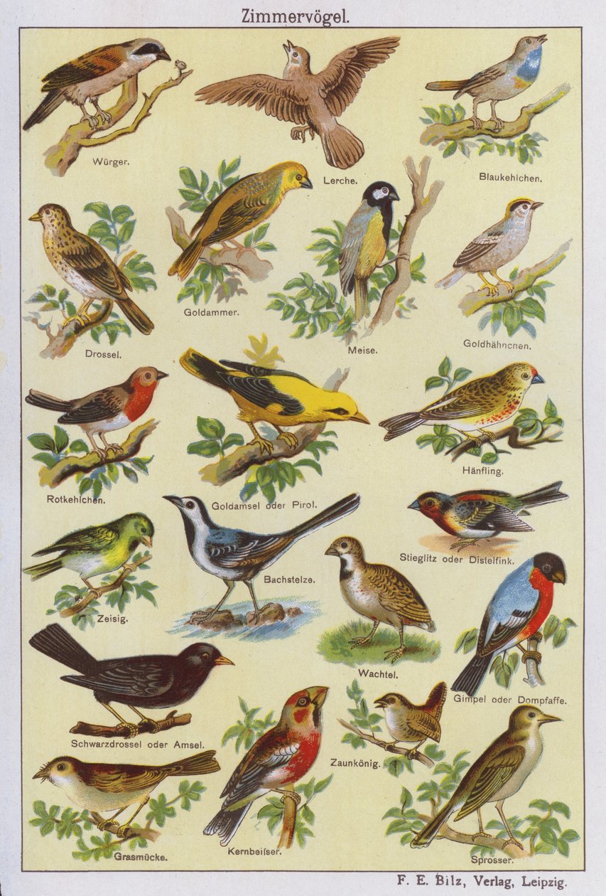 Vogels (kleurenlitho) door German School
