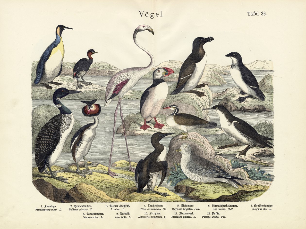 Vogels, ca. 1860 door German School