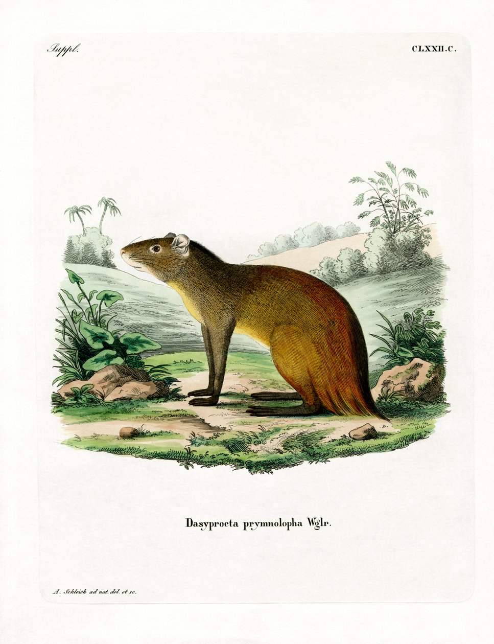 Zwartkruin Agouti door German School