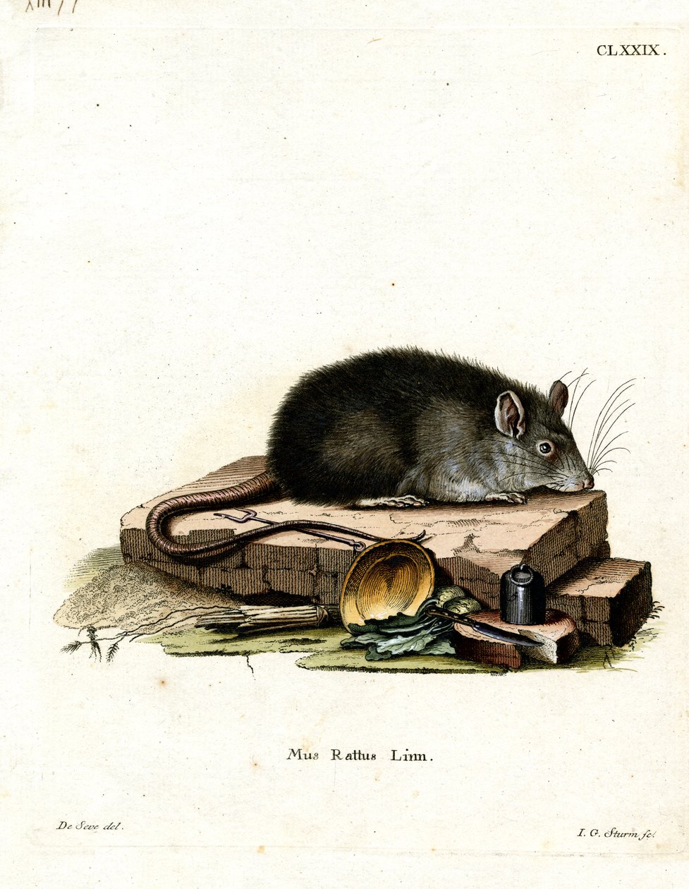 Zwarte Rat door German School