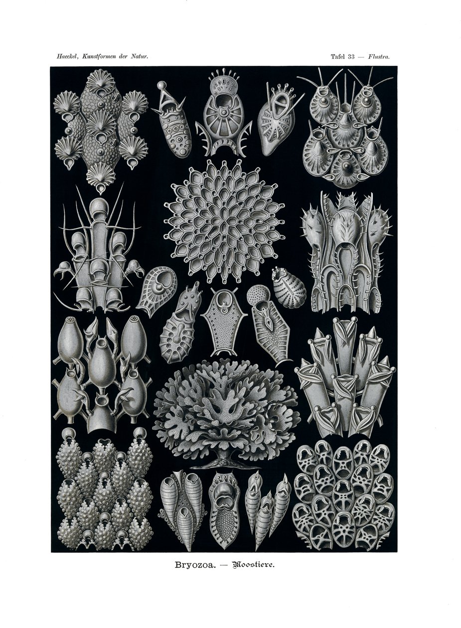 Bryozoa door German School