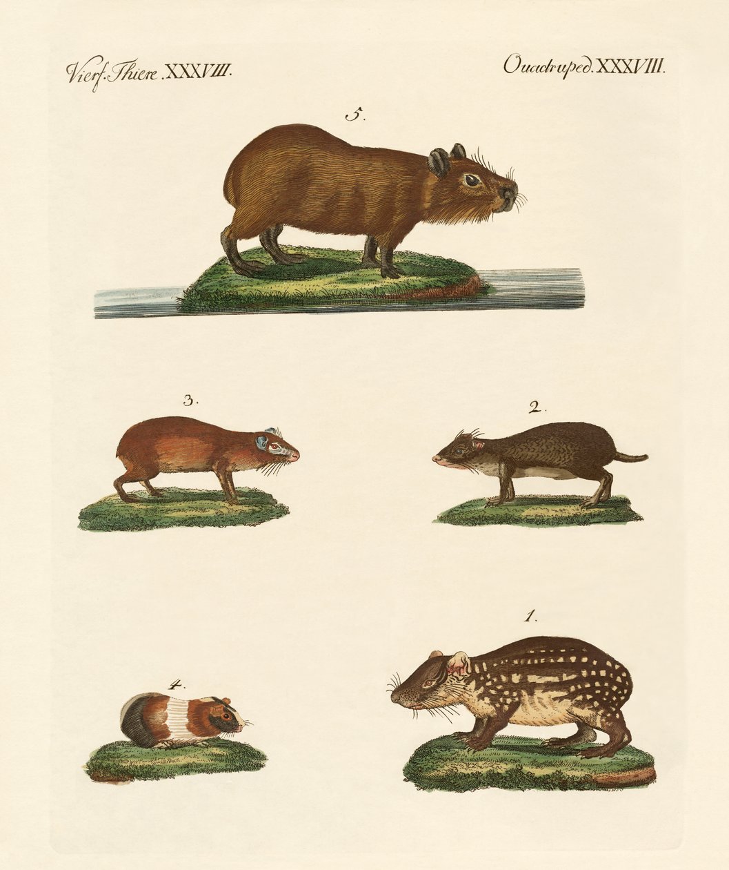 Cavia