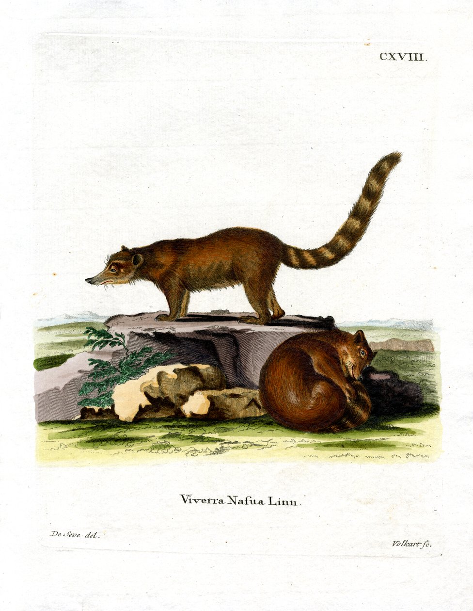 Coati door German School