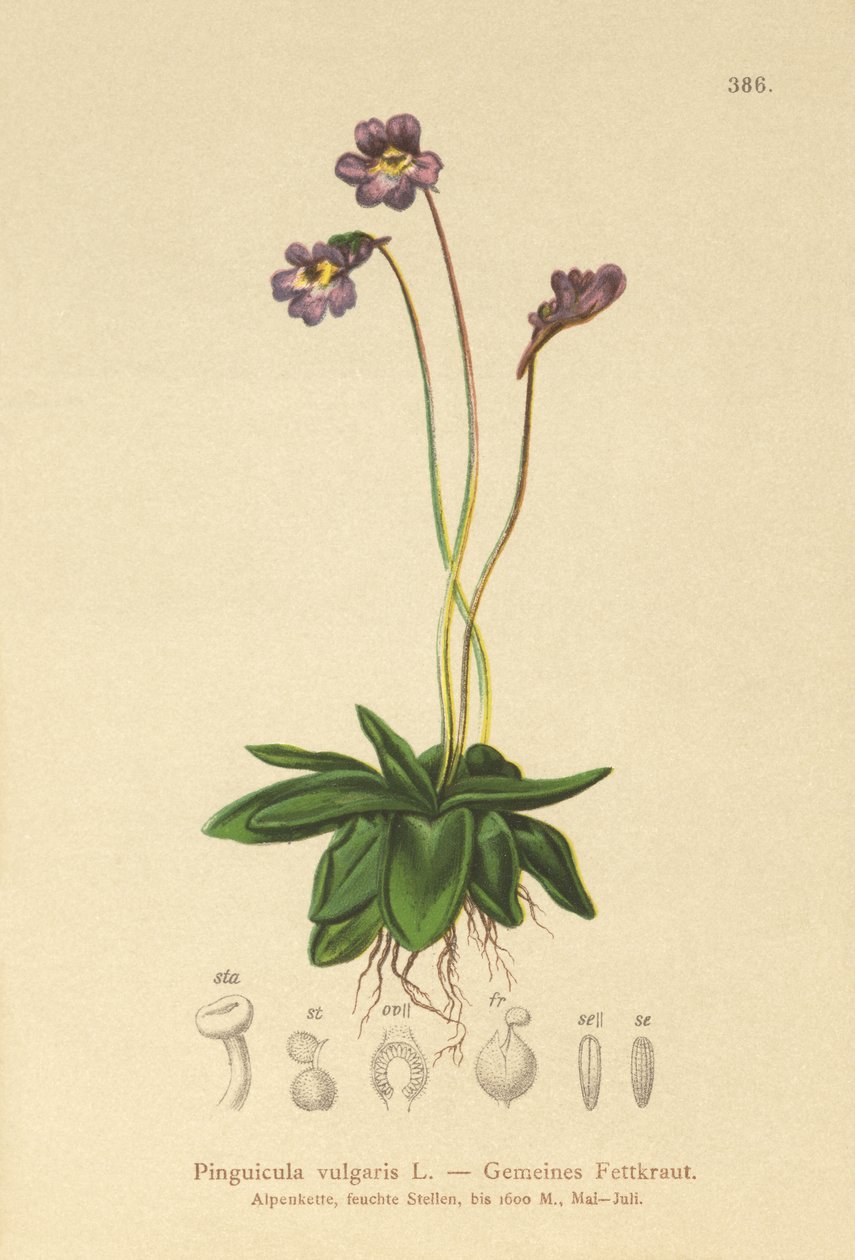 Gewoon Vetblad (Pinguicula vulgaris) door German School