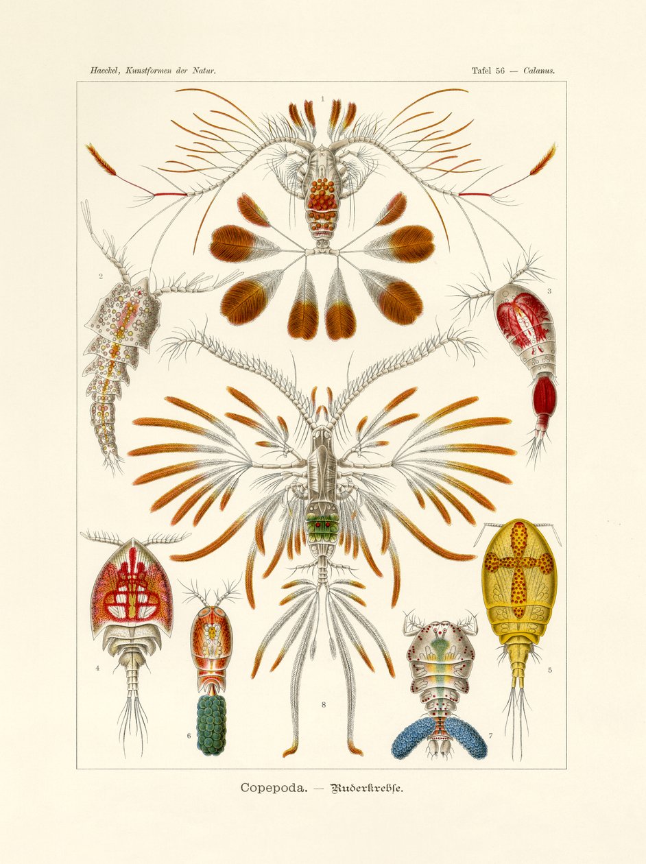 Copepoda door German School