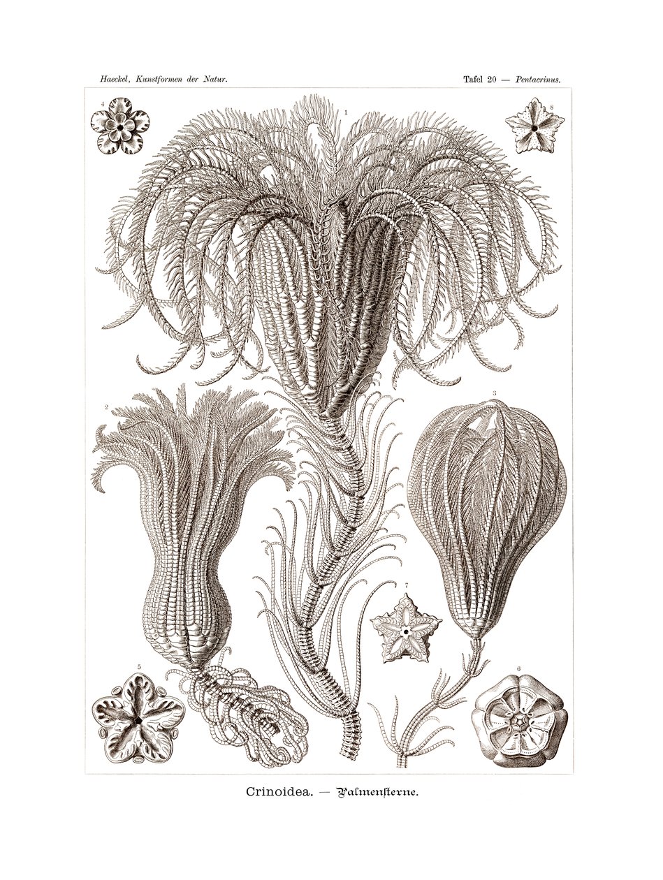Crinoidea door German School