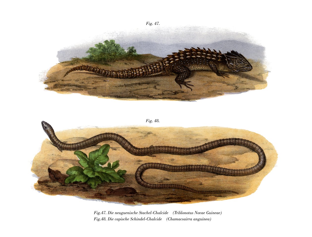 Krokodilskink door German School