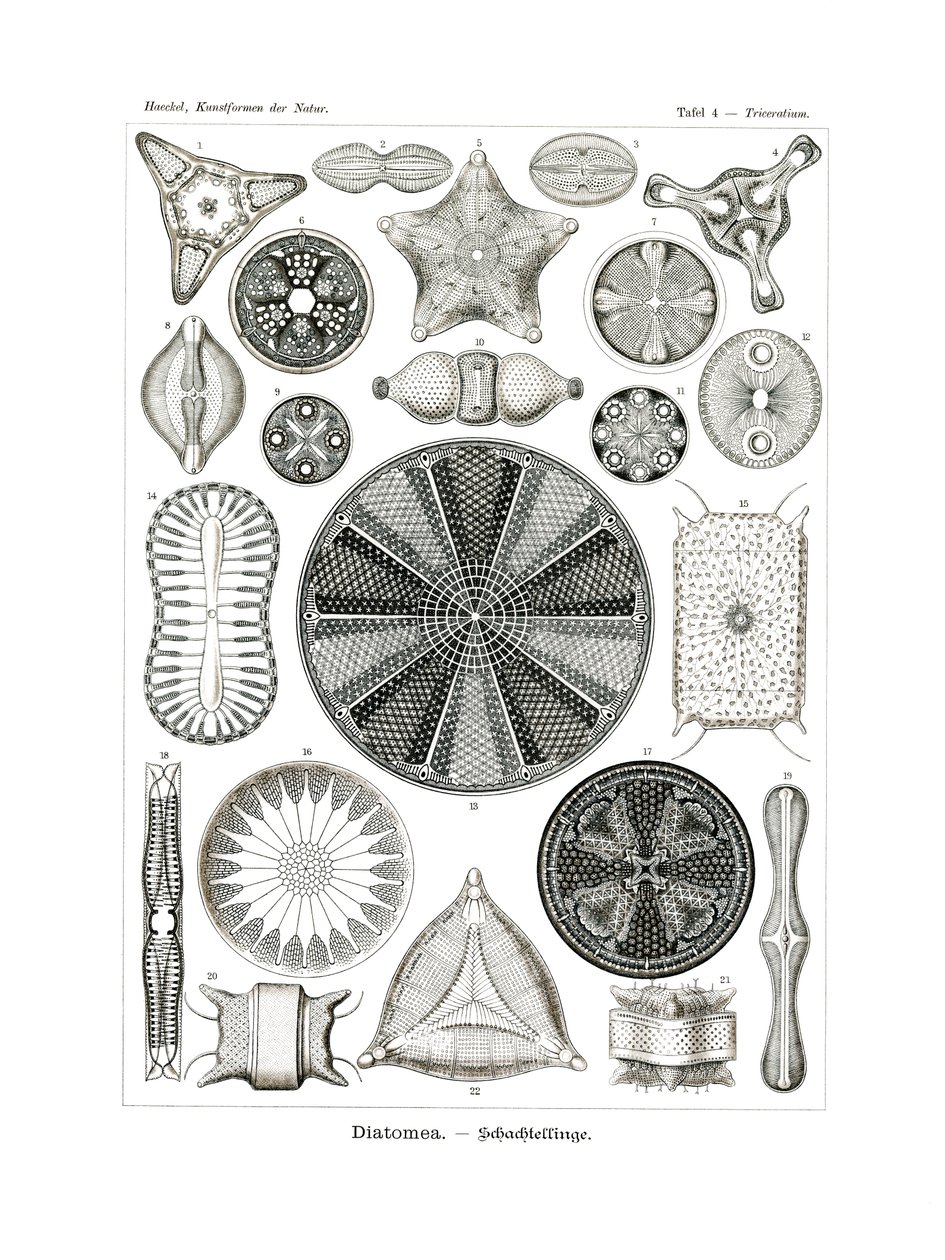 Diatomea, 1899-1904 door German School