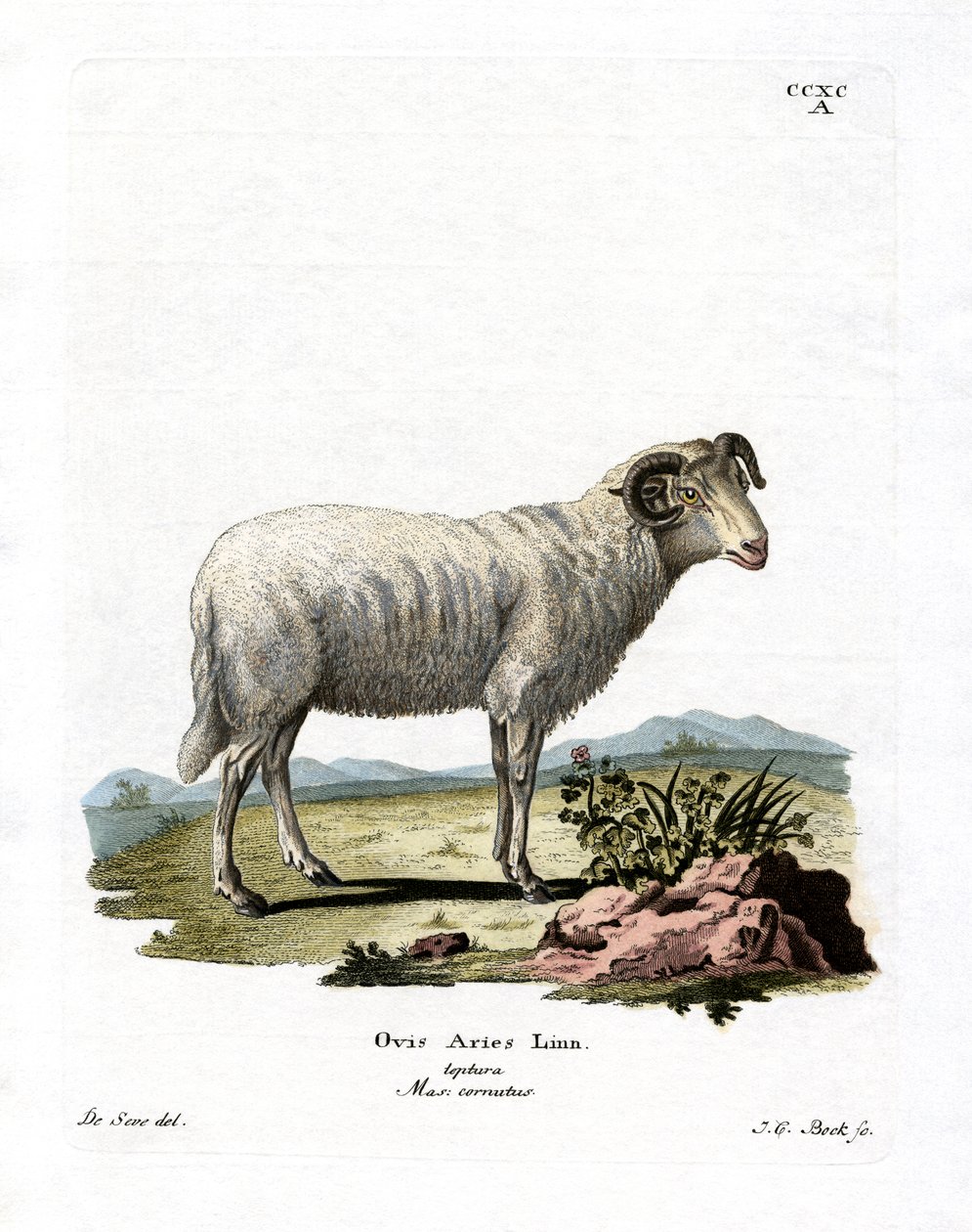 Huisschaap door German School