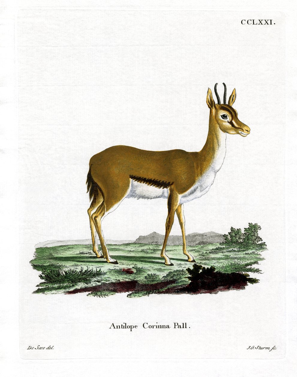 Dorcas gazelle door German School