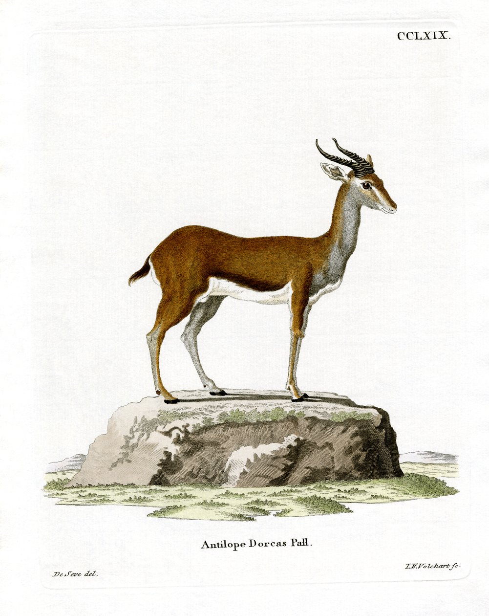 Dorcas gazelle door German School