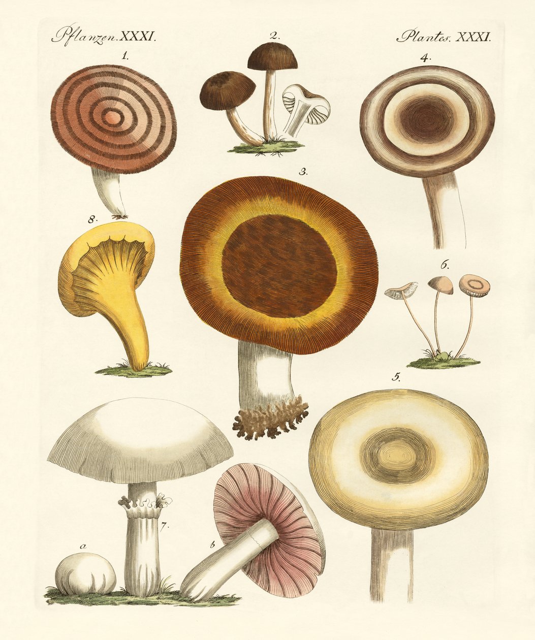 Eetbare paddenstoelen door German School