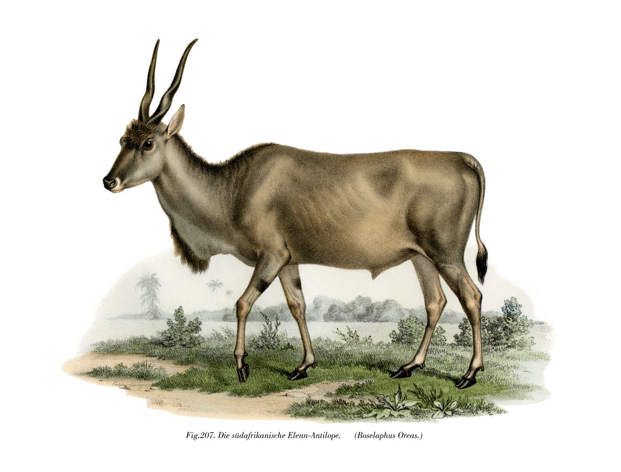 Eland door German School