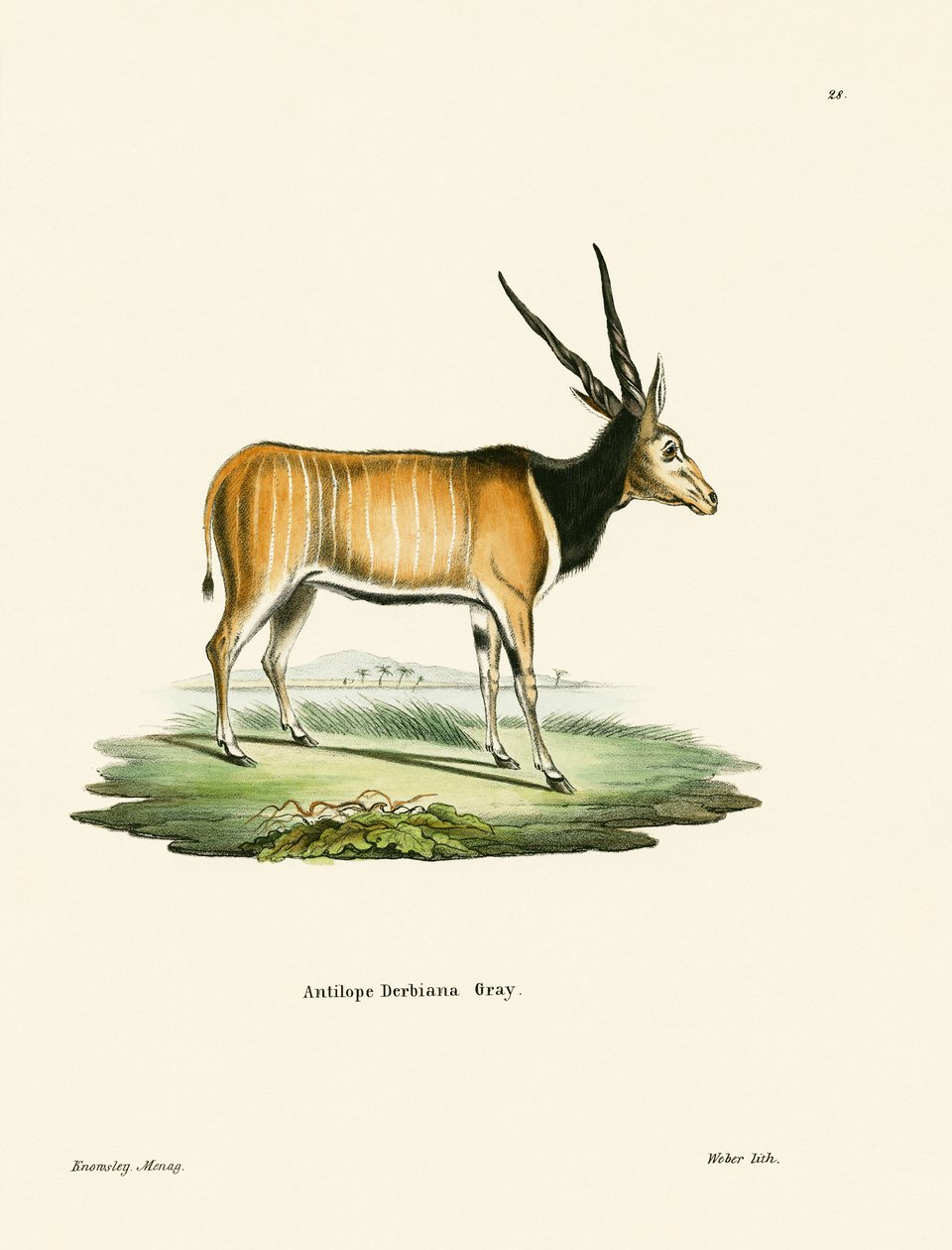 Elandantilope door German School