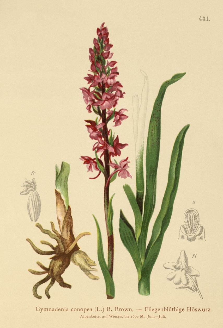 Geurige Orchidee (Gymnadenia conopea) door German School