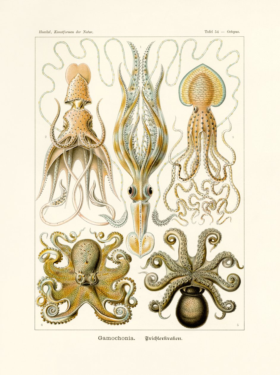 Gamochonia, 1899-1904 door German School