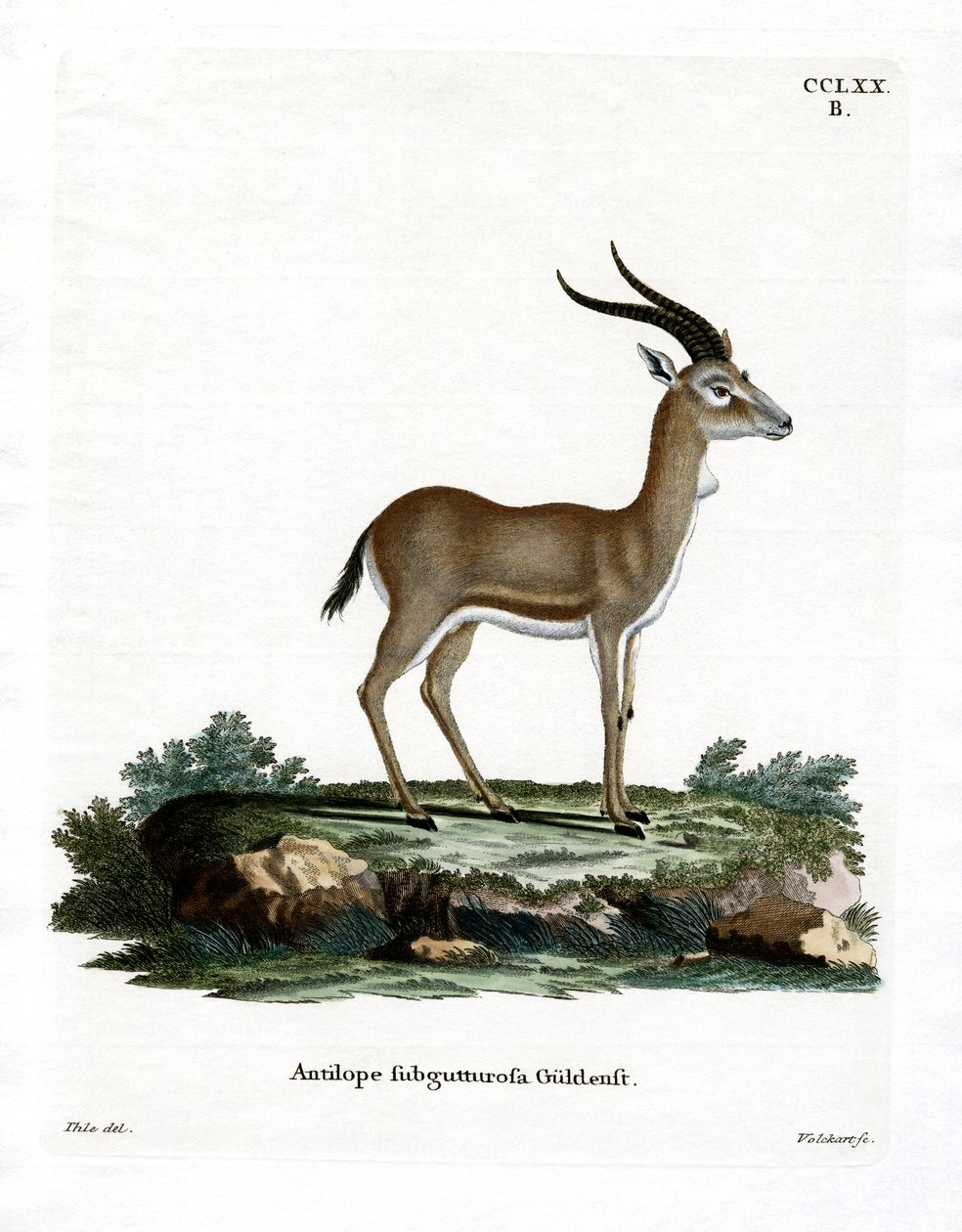 Goitered gazelle door German School