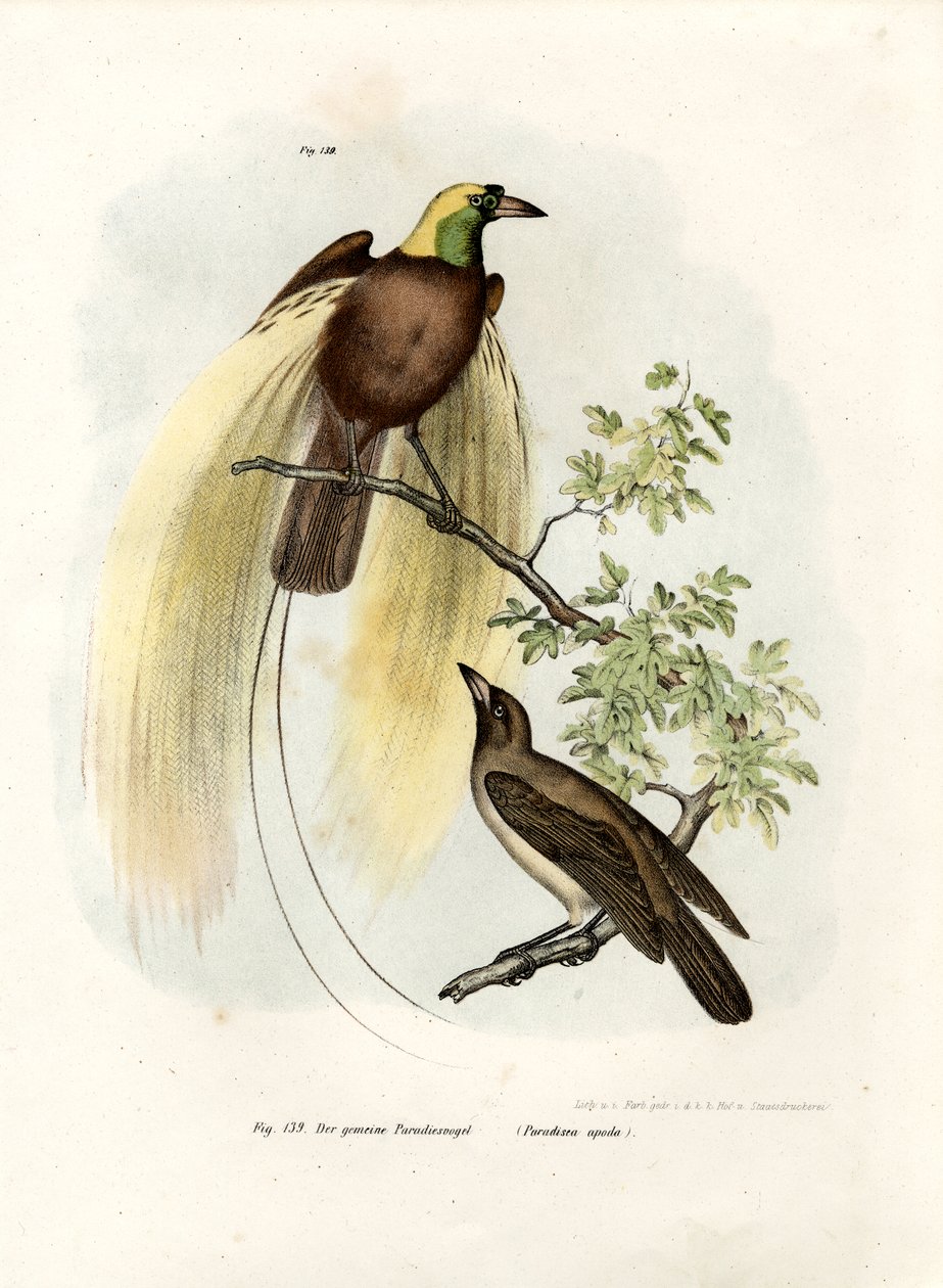 Grote Paradijsvogel, 1864 door German School