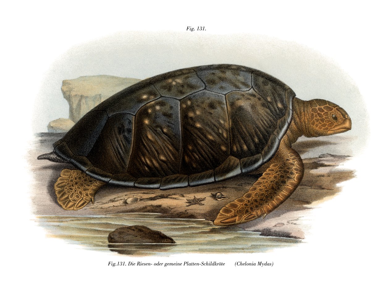 Groene Schildpad door German School