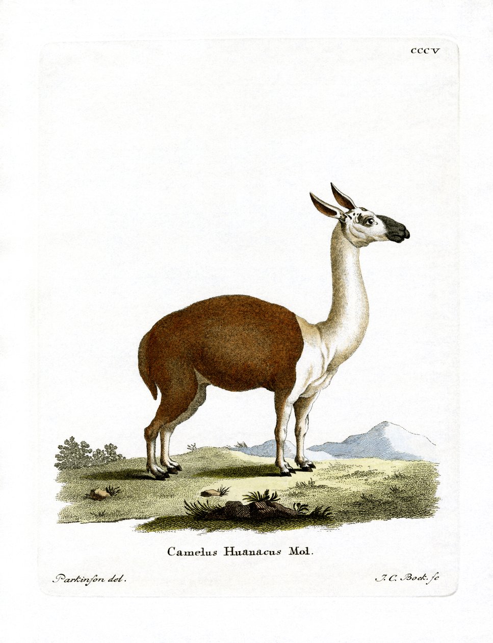 Guanaco door German School