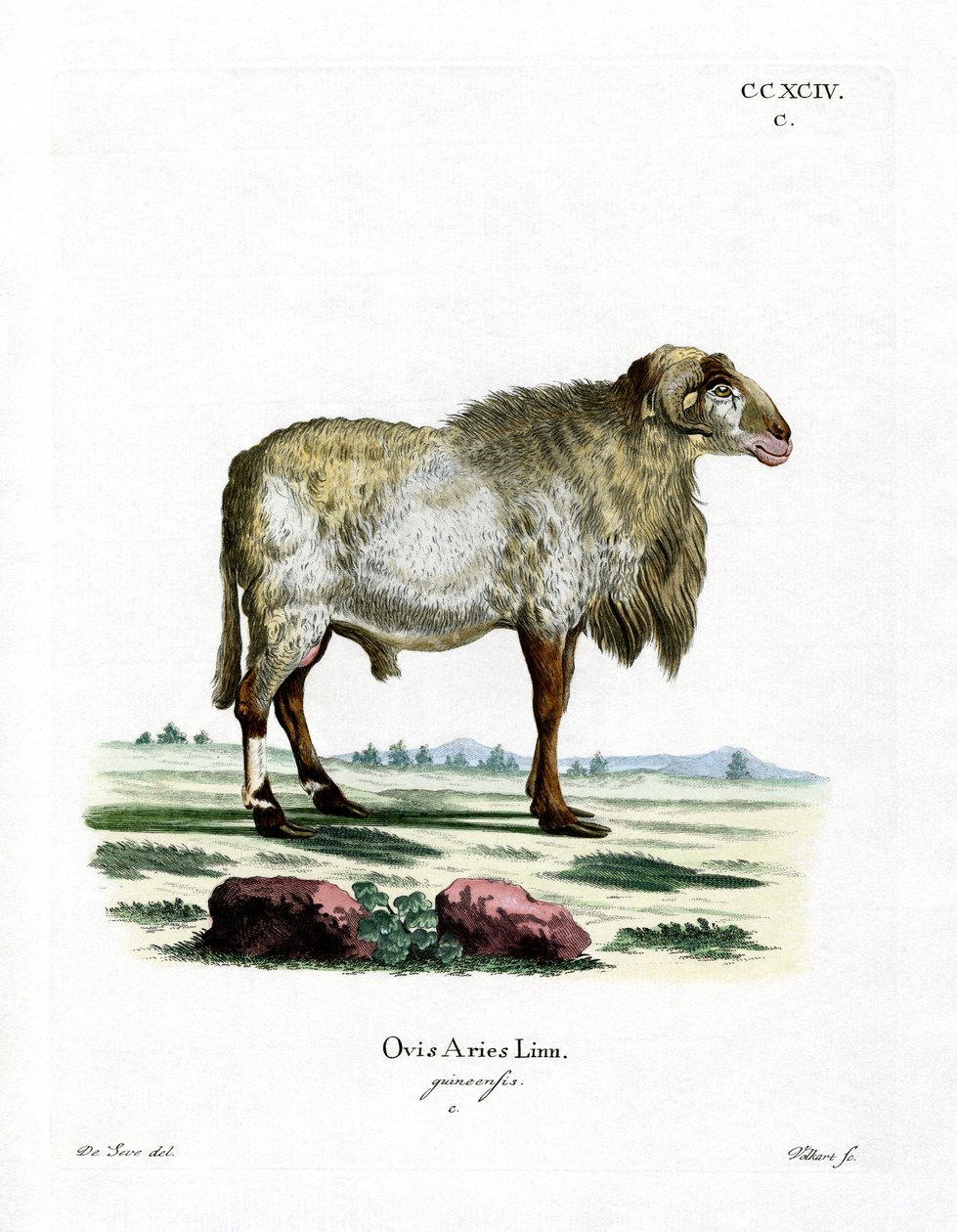 Guinese schaap door German School