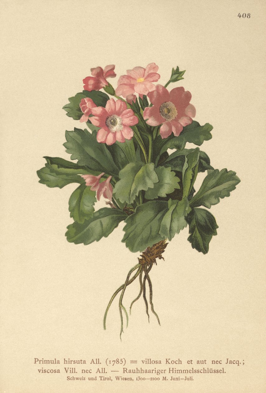Haarige Sleutelbloem (Primula hirsuta) door German School