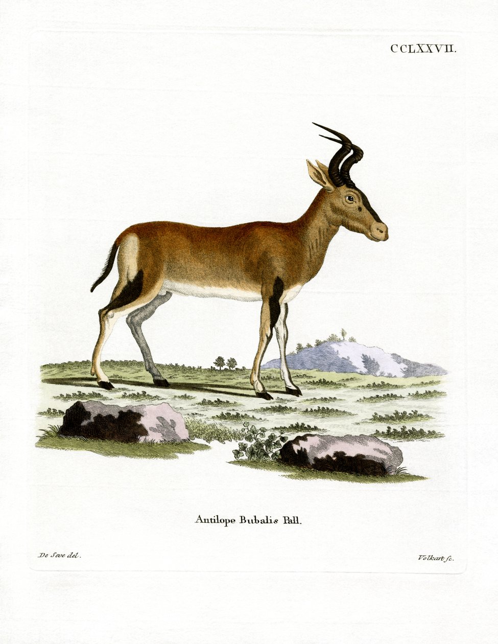 Hartebeest door German School