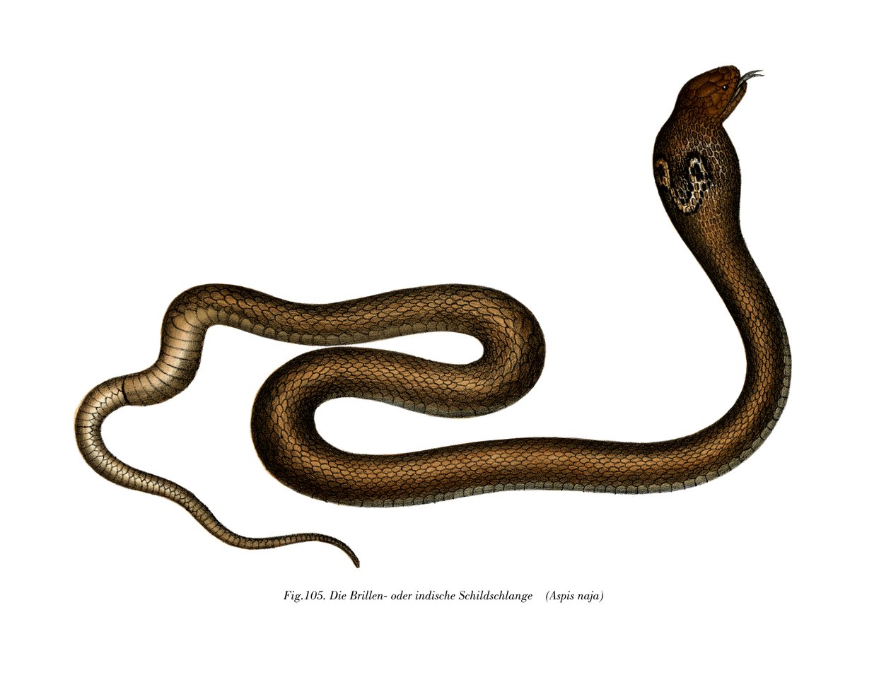 Indische cobra door German School