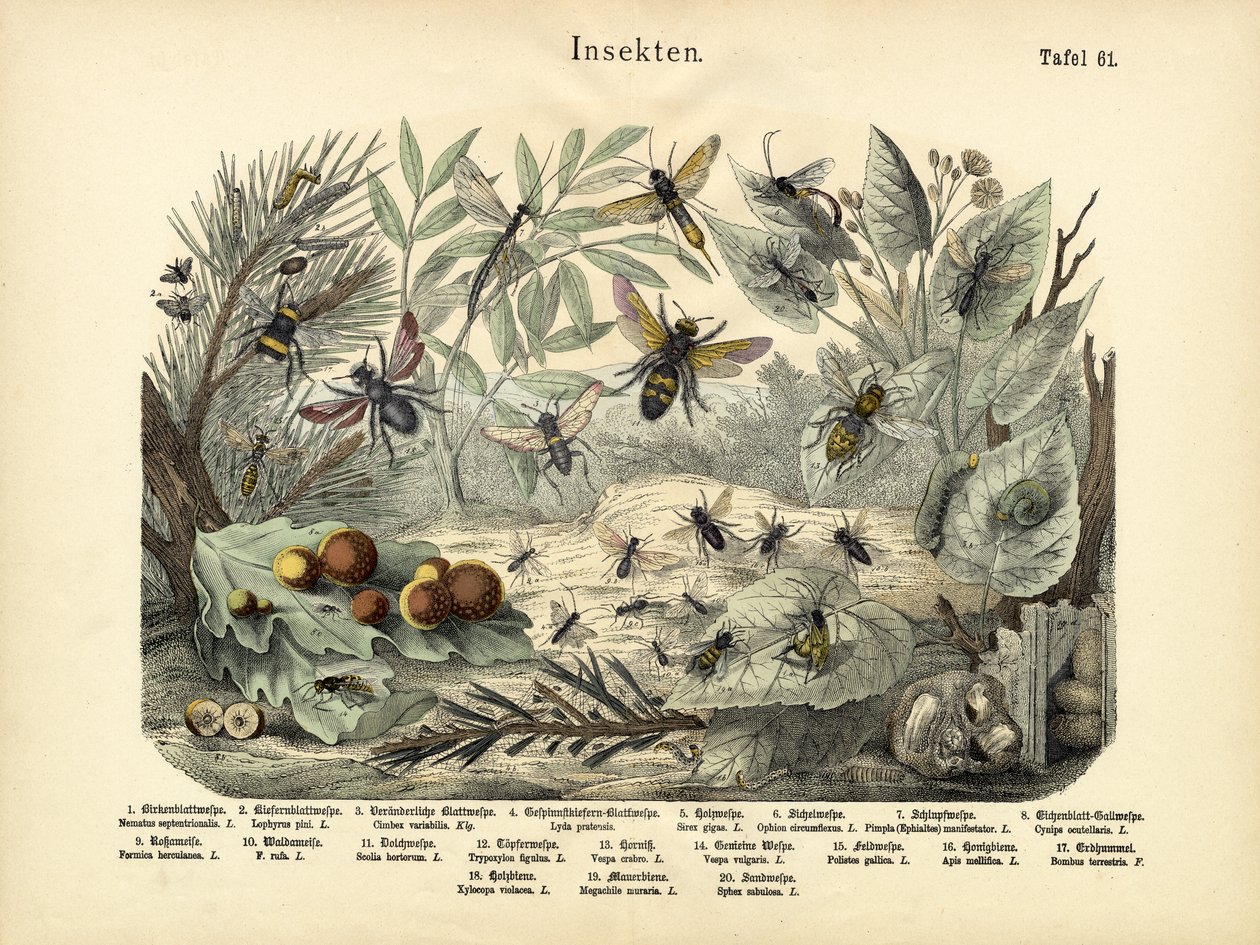 Insecten, ca. 1860 door German School