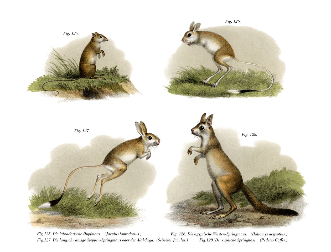 Jerboa, 1860 door German School