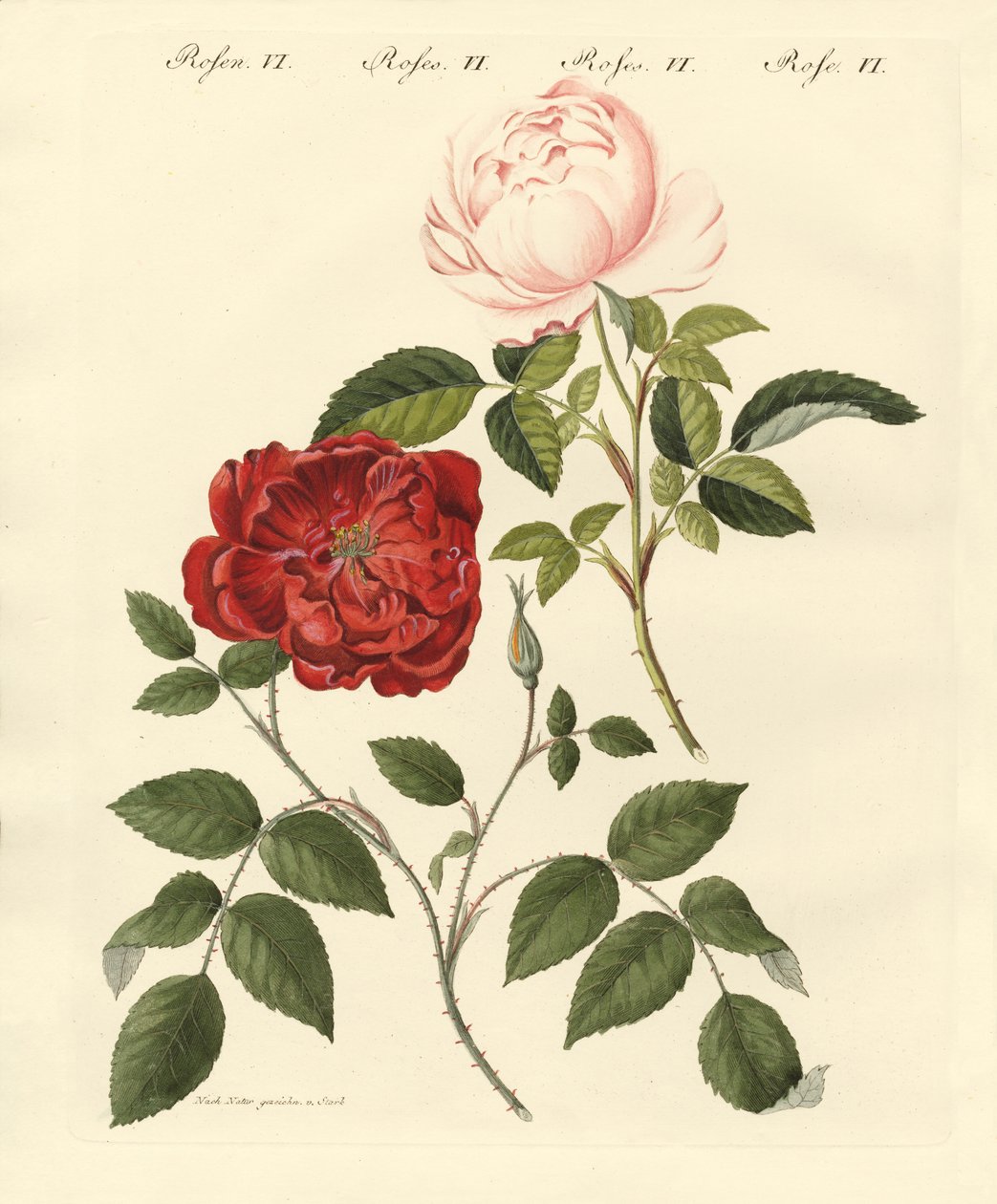 Soorten rozen door German School