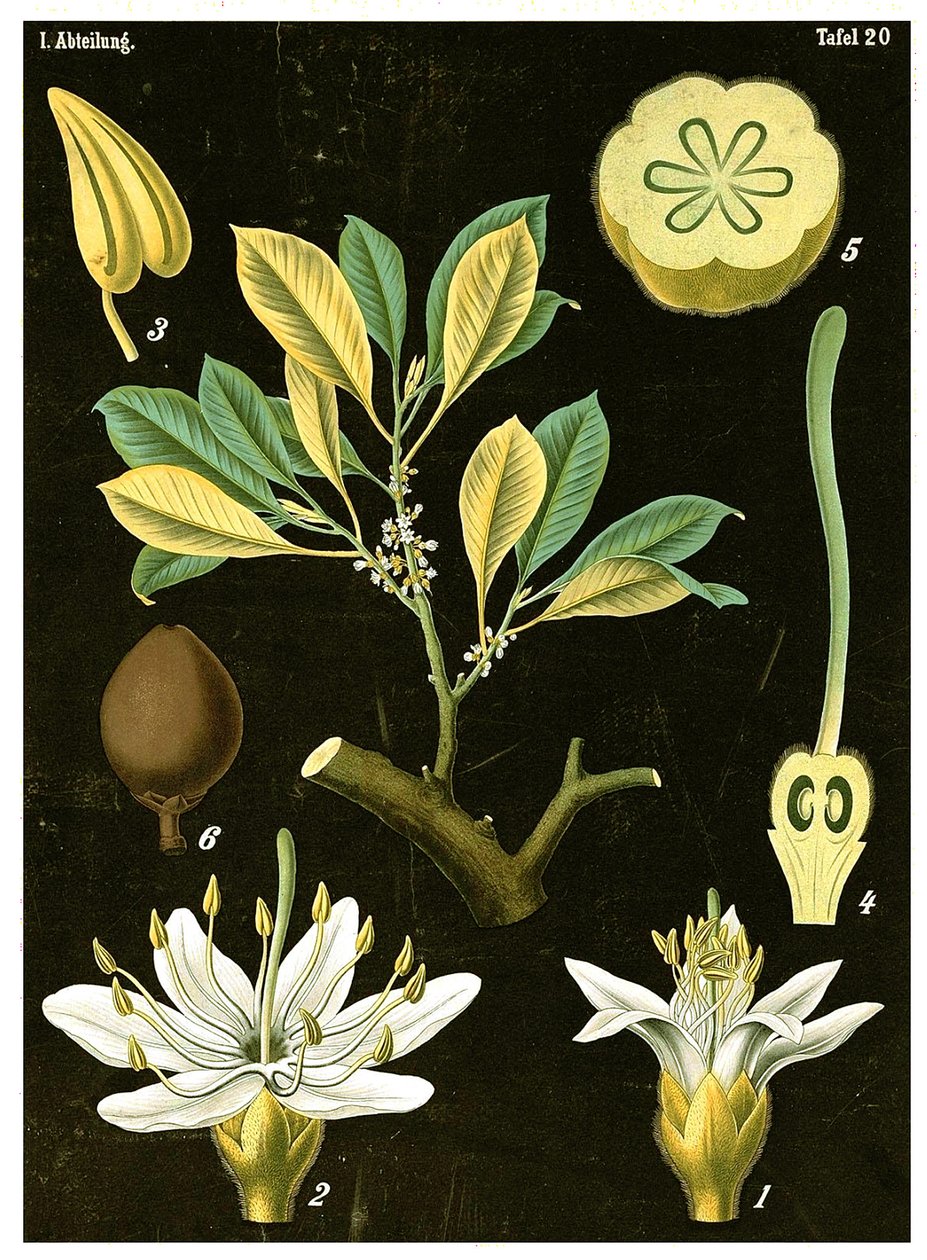 Latex (Palaquium gutta) door German School