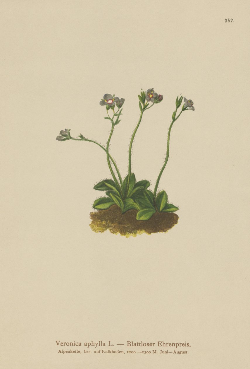 Bladloze Veronica door German School