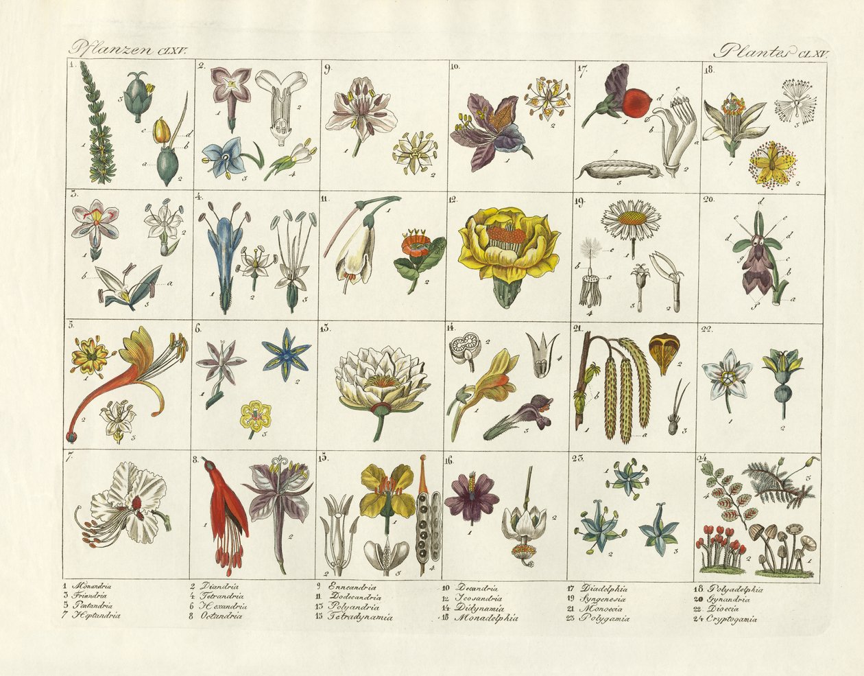 Linnaeus