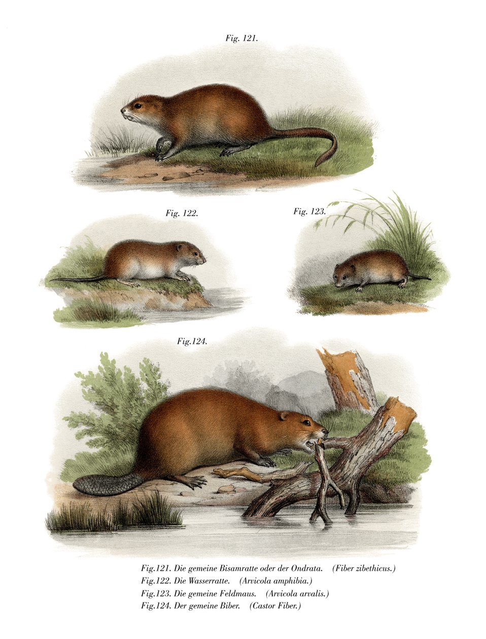 Muskusrat, 1860 door German School