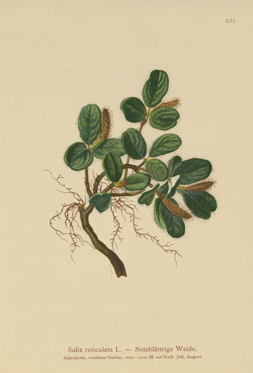 Netbladige Wilg (Salix reticulata) door German School