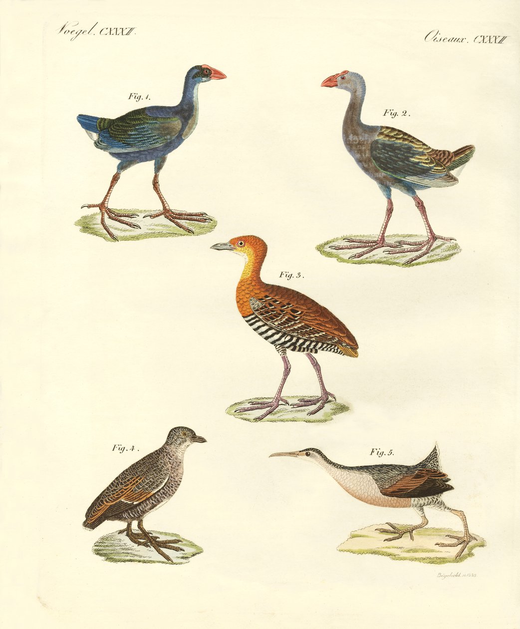 Nieuwe vogels door German School