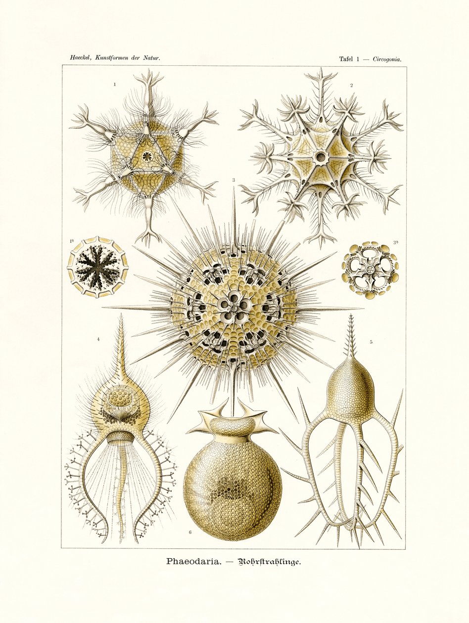 Phaeodaria, 1899-1904 door German School
